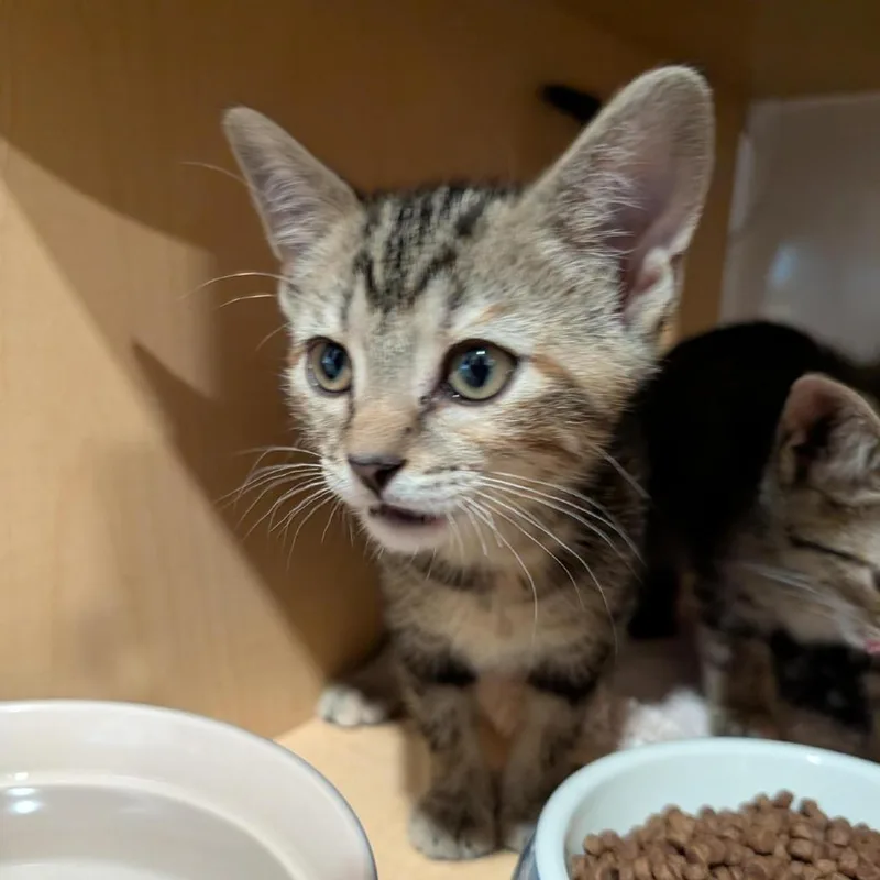 A baby small-sized female Brown / Chocolate Domestic Short Hair cat named Rosie for adoption in Washington Township, OH