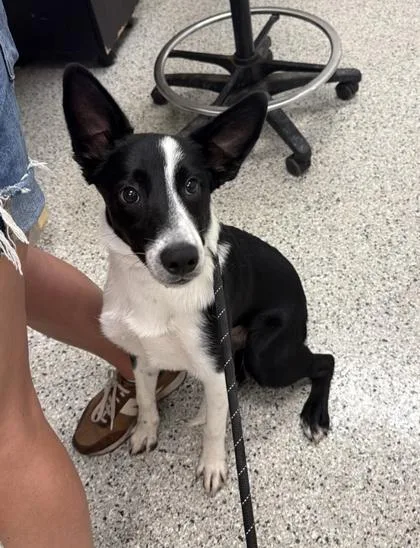 A young medium-sized male Black Mixed Breed dog named Frisbee for adoption in Kansas City, MO