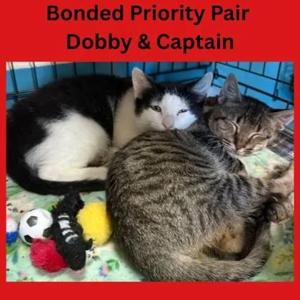 Dobby  `a Priority thumbnail 2