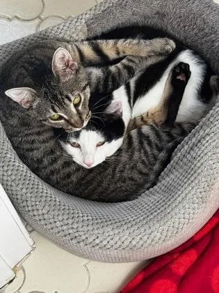 Dobby  `a Priority thumbnail 3