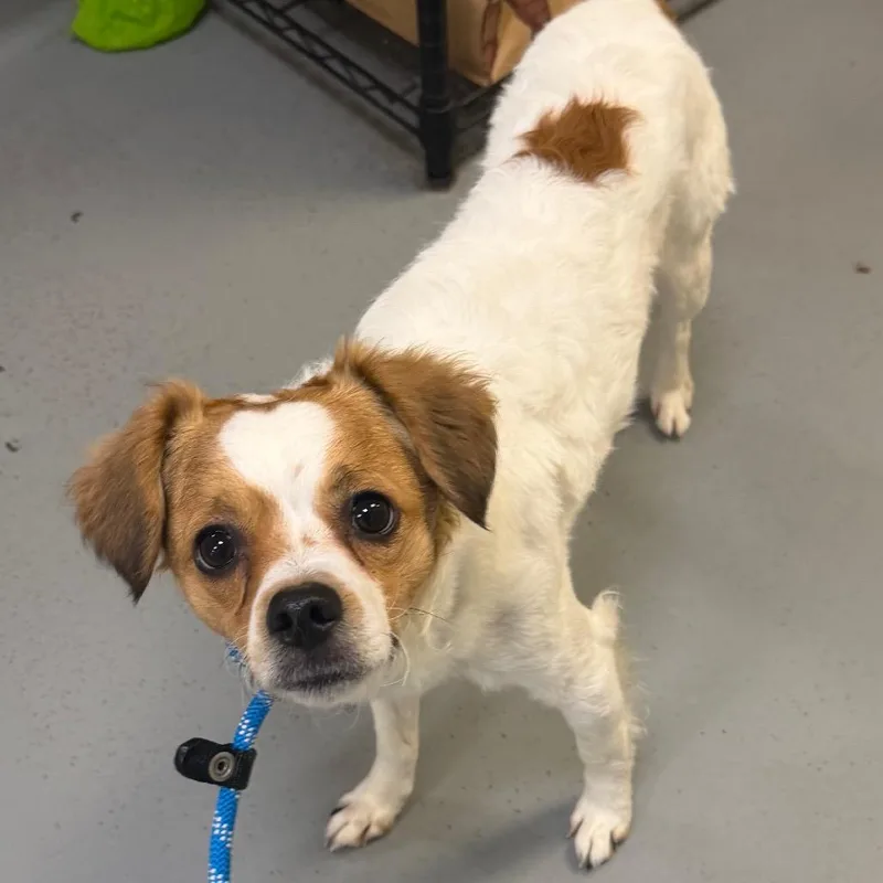 An adult small-sized male White / Cream Mixed Breed dog named Chipilin for adoption in Asheville, NC