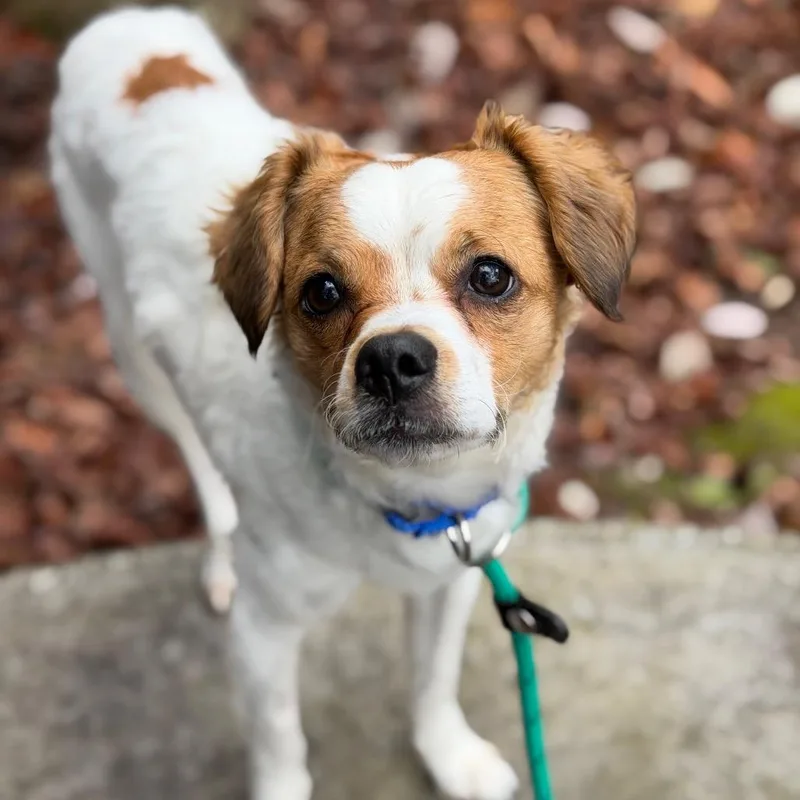 Chipilin thumbnail 2