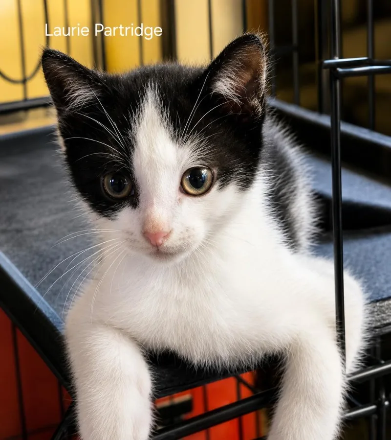 A baby medium-sized female Domestic Short Hair cat named Laurie Partridge for adoption in Parkville, MD