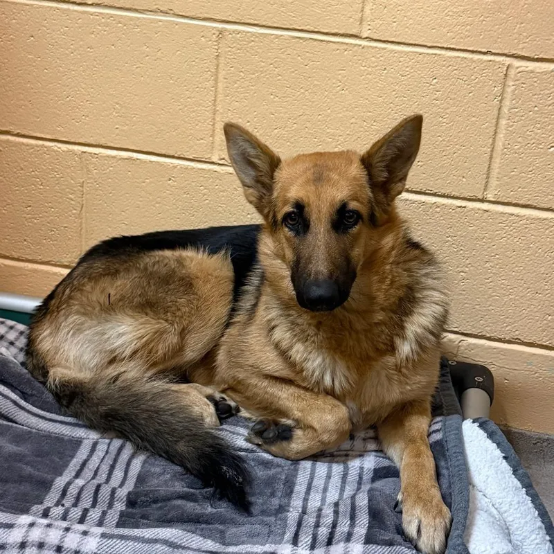 A young medium-sized female Black German Shepherd Dog dog named Alana for adoption in Waukesha, WI