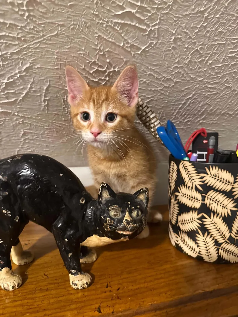 A baby medium-sized male Tabby (Orange / Red) Tabby cat named Fraizer for adoption in Omaha, NE