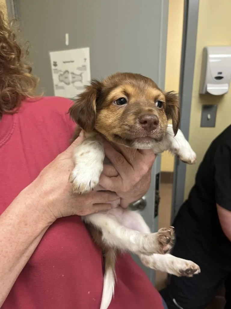 A baby medium-sized male Mixed Breed dog named Cowboy for adoption in Florence, SC