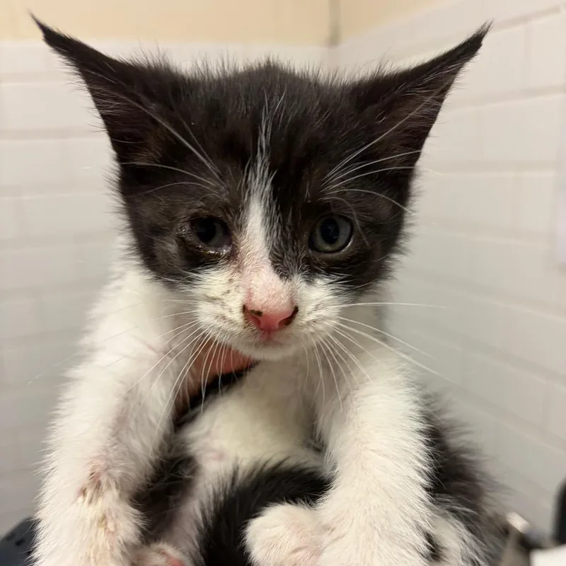 A baby small-sized female Black Domestic Short Hair cat named Cashew for adoption in Pittsburgh, PA
