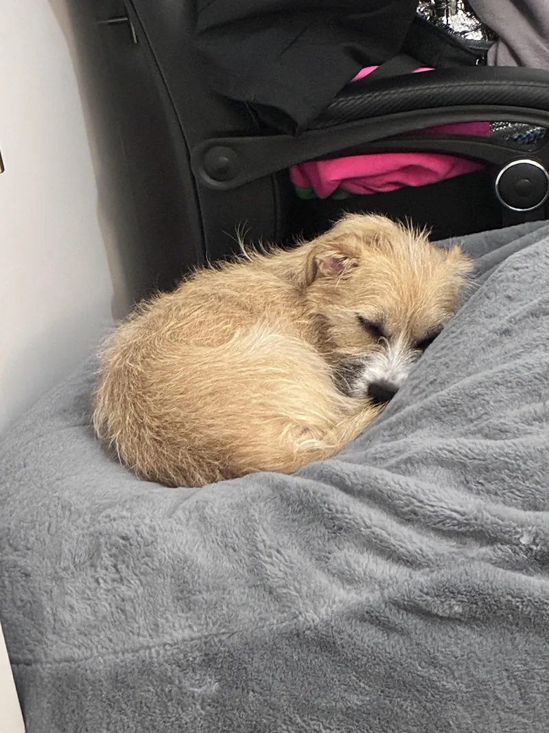 An adult small-sized female Apricot / Beige Cairn Terrier dog named Beaux for adoption in Lemont, IL