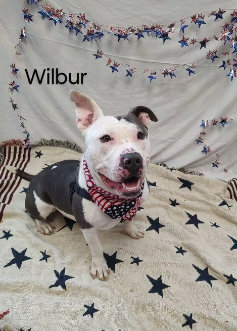 Wilbur thumbnail 2