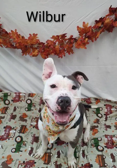 Wilbur thumbnail 5