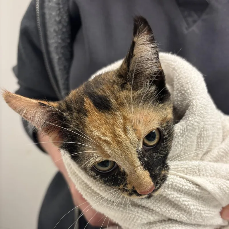 A baby small-sized female Orange / Red Domestic Short Hair cat named Jarritos for adoption in Jacksonville, FL