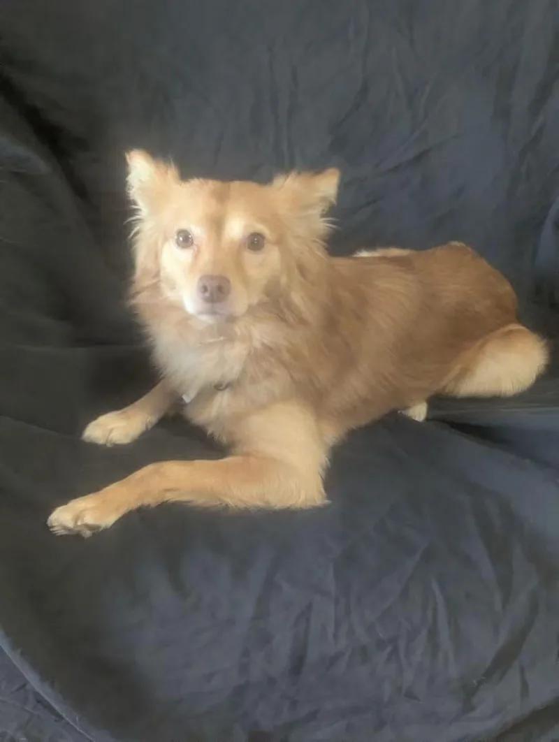 An adult small-sized male Pomeranian dog named Corvo for adoption in Oakland, CA