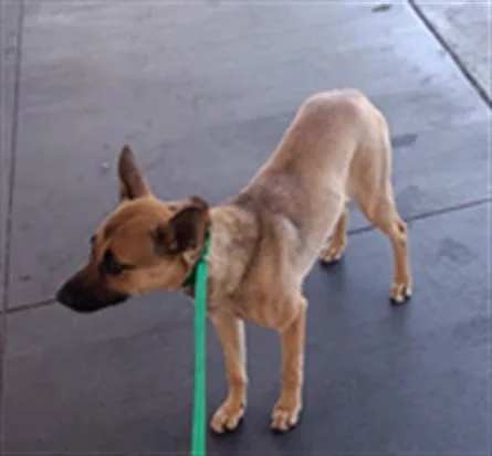 A young medium-sized female German Shepherd Dog dog named Litebrite for adoption in Los Angeles, CA