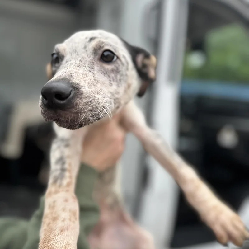 Fidget Spinner thumbnail 3