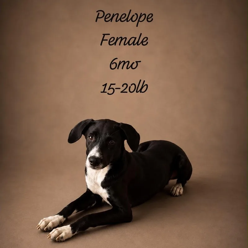 Penelope thumbnail 2