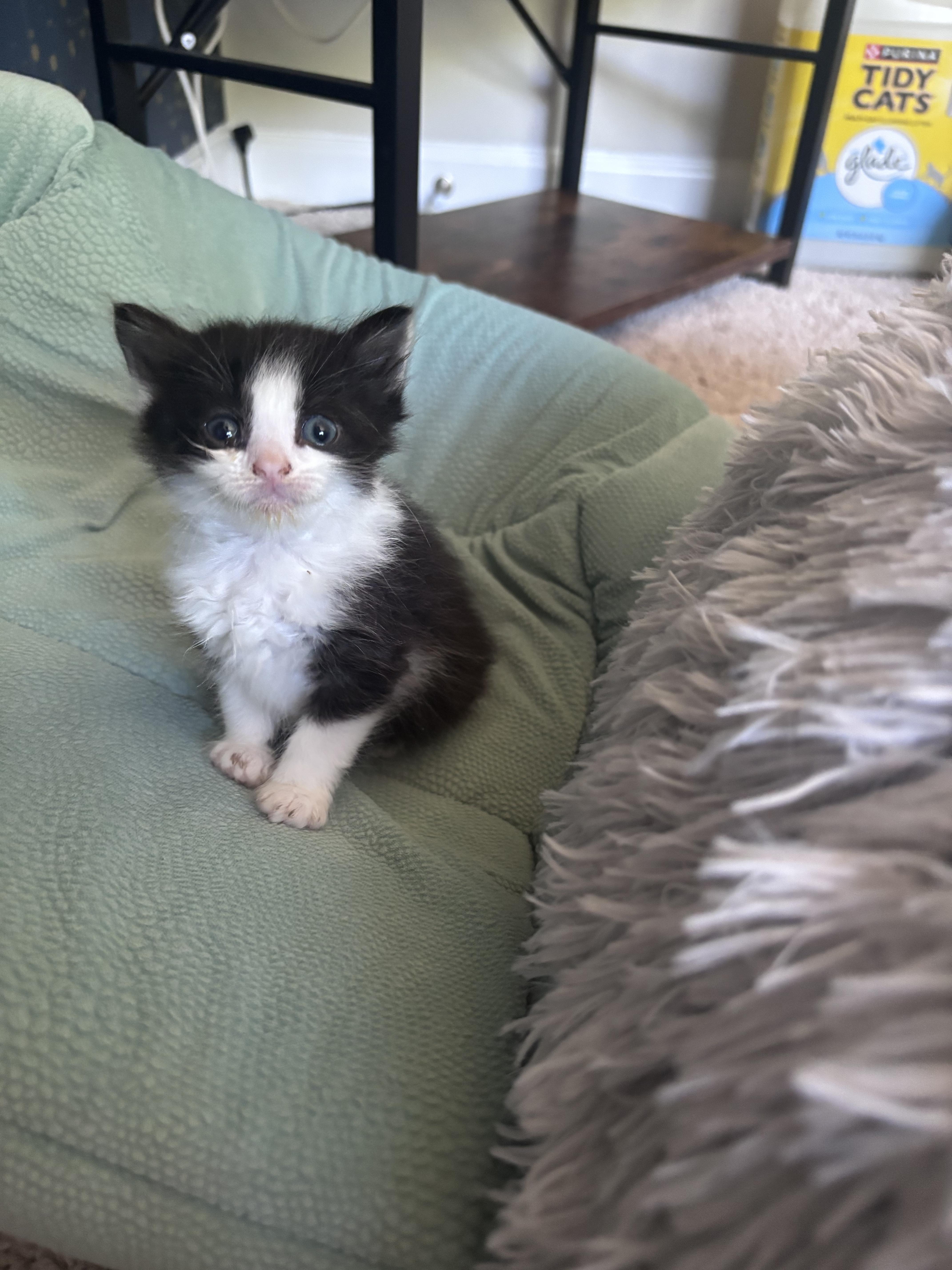 A baby medium-sized male Black & White / Tuxedo Tuxedo cat named Grogu for adoption in Columbia, SC