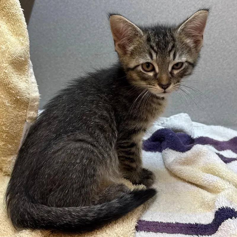 A baby small-sized male Brown / Chocolate Domestic Short Hair cat named Mocha for adoption in Pittsburgh, PA