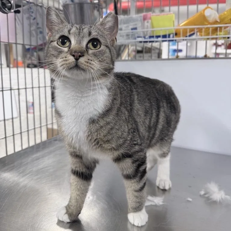 A young small-sized female Brown / Chocolate Domestic Short Hair cat named Zora for adoption in New York, NY