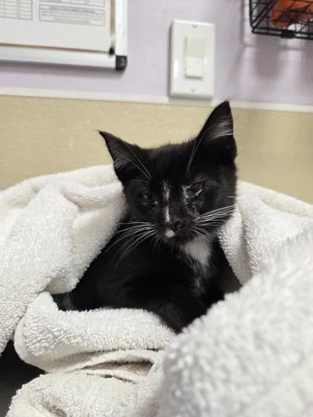 A baby small-sized male Domestic Short Hair cat named Jr. Cheeseburger for adoption in Vancouver, WA