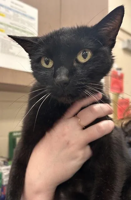 An adult small-sized female Domestic Short Hair cat named Telly for adoption in Fishers, IN