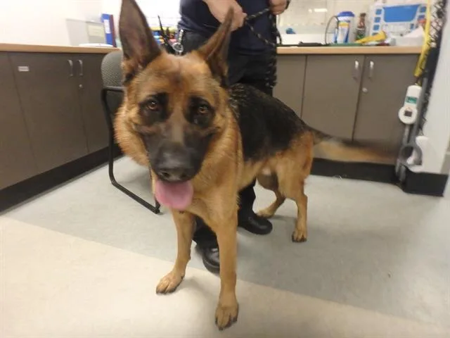An adult large-sized male Belgian Shepherd / Malinois dog named Chapo for adoption in Van Nuys, CA