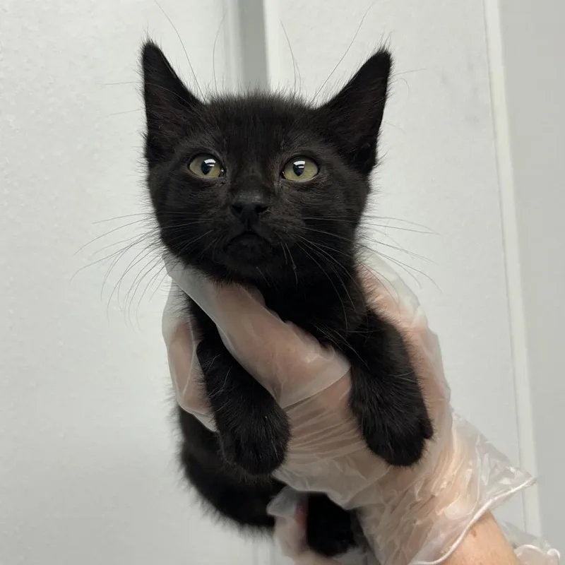 A baby small-sized male Black Domestic Short Hair cat named Golbat for adoption in Abilene, TX