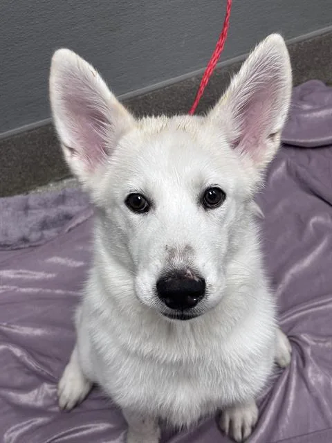 A baby small-sized female Siberian Husky dog named Winter for adoption in Las Vegas, NV