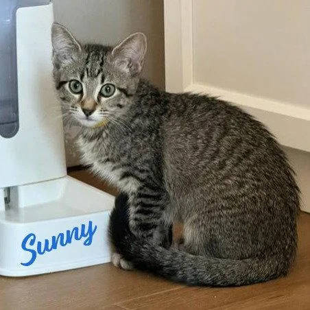 A baby medium-sized female Tabby cat named Sunny Tabbybrigade for adoption in Houston, TX