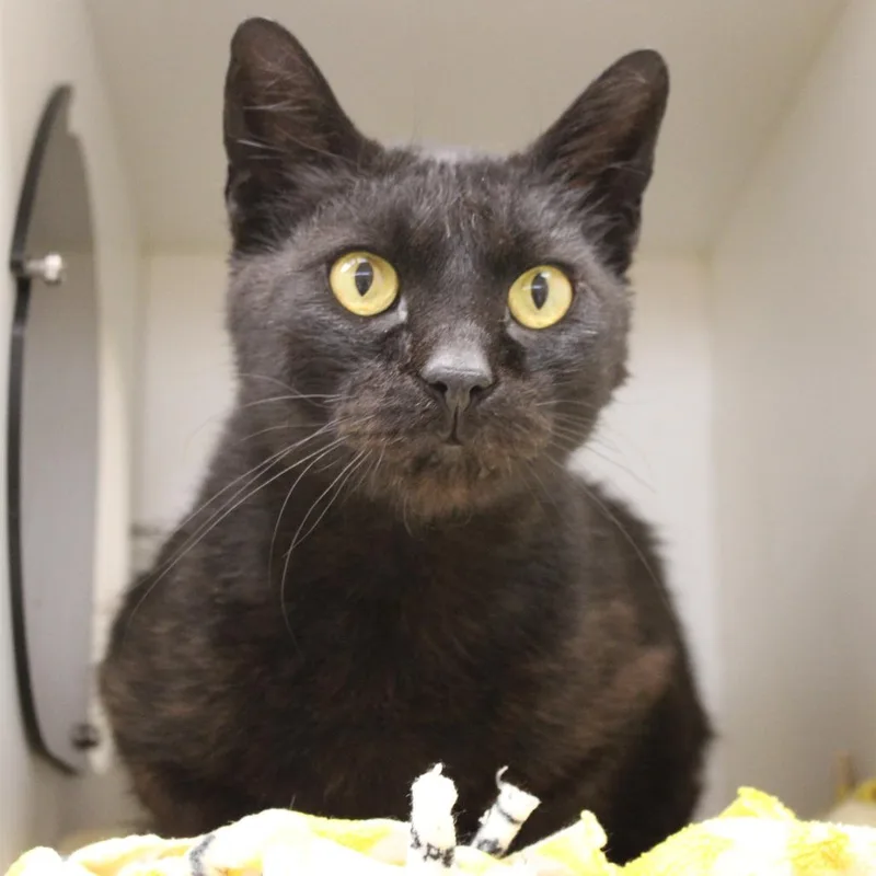 A senior large-sized male Black Domestic Short Hair cat named Adrian for adoption in Champaign, IL