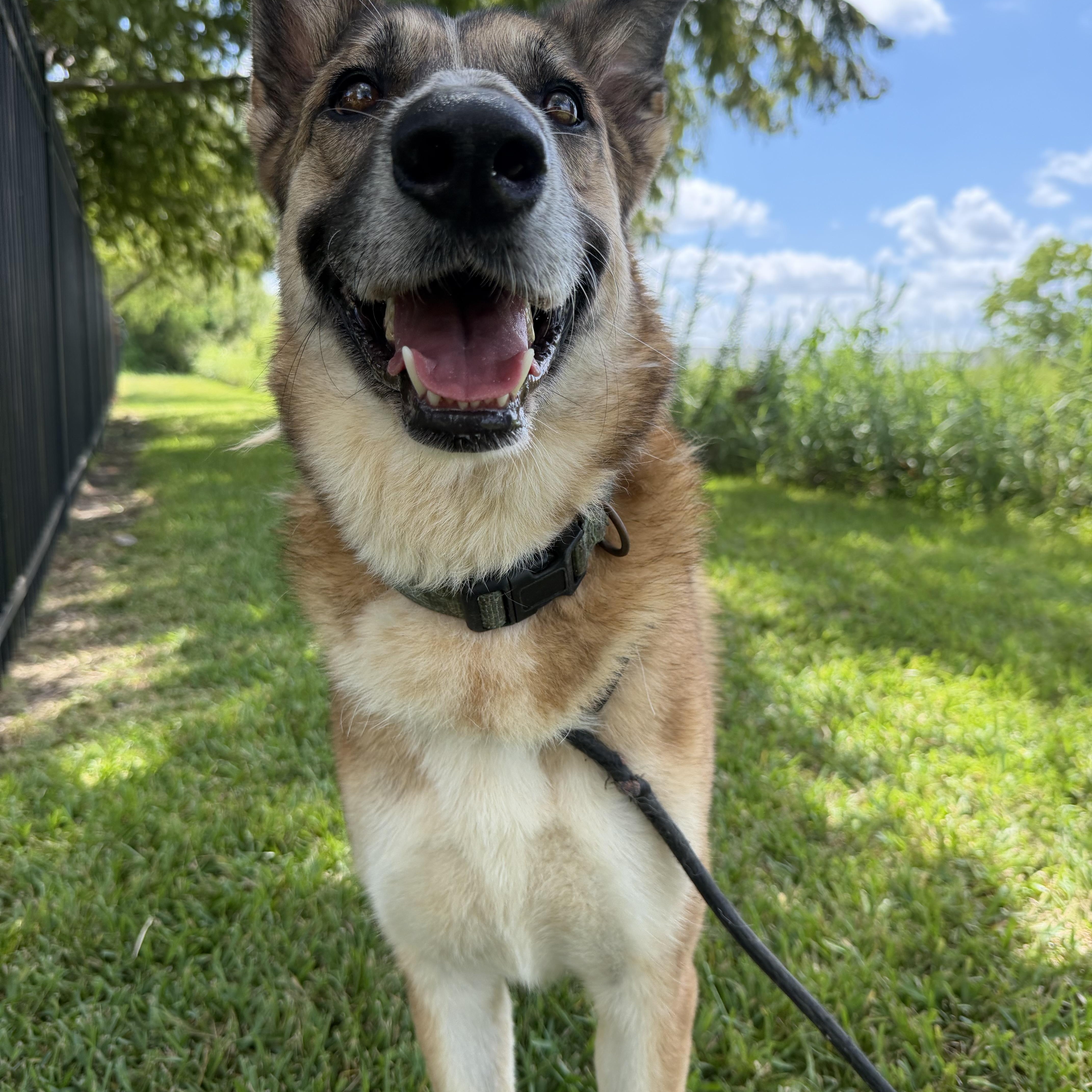 An adult large-sized female Bicolor Anatolian Shepherd dog named Abby for adoption in Pearland, TX