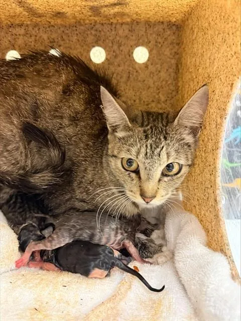 A young small-sized female Domestic Short Hair cat named Lexy for adoption in Riverside, CA