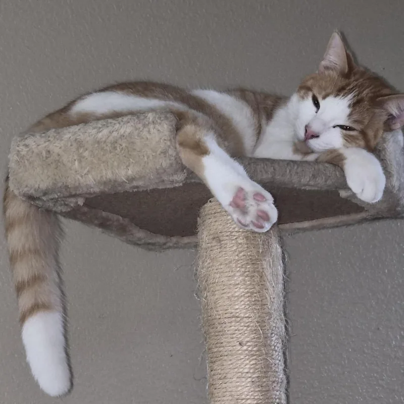 A young large-sized male Orange / Red Domestic Short Hair cat named Hopkins for adoption in League City, TX