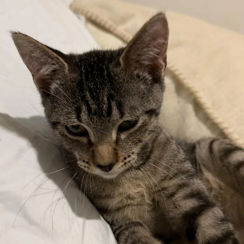 A baby small-sized male Tabby (Brown / Chocolate) Domestic Short Hair cat named Truffle for adoption in Liverpool, TX