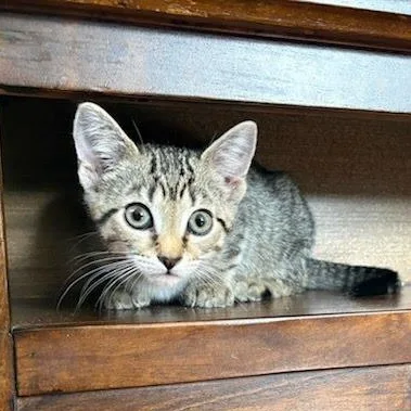 A baby medium-sized female Domestic Short Hair cat named Ash for adoption in Clifton, NJ