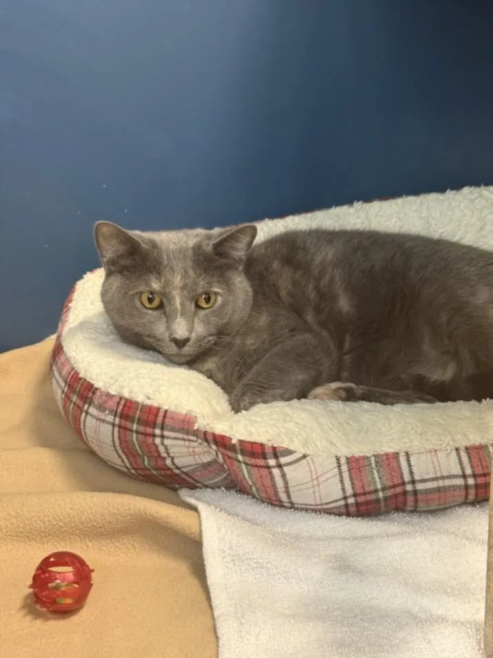 An adult large-sized female Domestic Short Hair cat named Rebecca for adoption in Hagerstown, MD