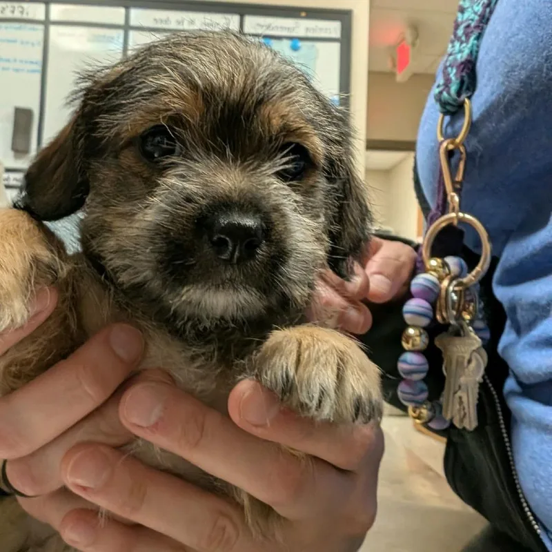 A baby small-sized female Black Miniature Schnauzer dog named Bonita for adoption in Norfolk, NE