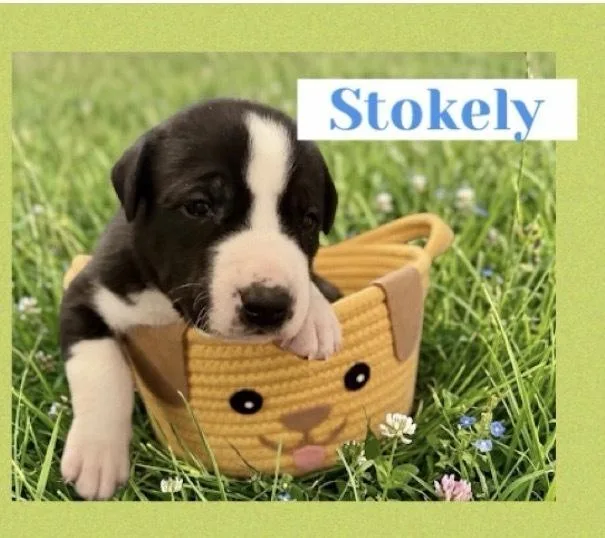 Stokely thumbnail 2