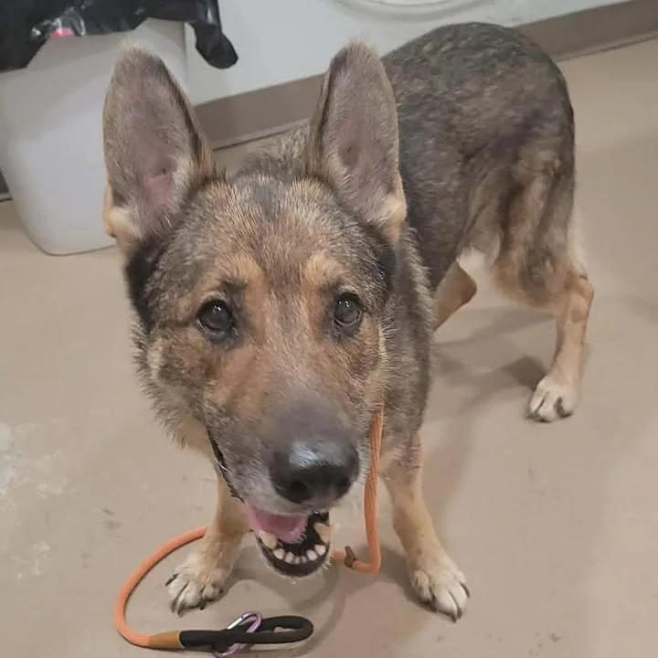 An adult large-sized male Brown / Chocolate German Shepherd Dog dog named Fresier for adoption in Buchanan Dam, TX