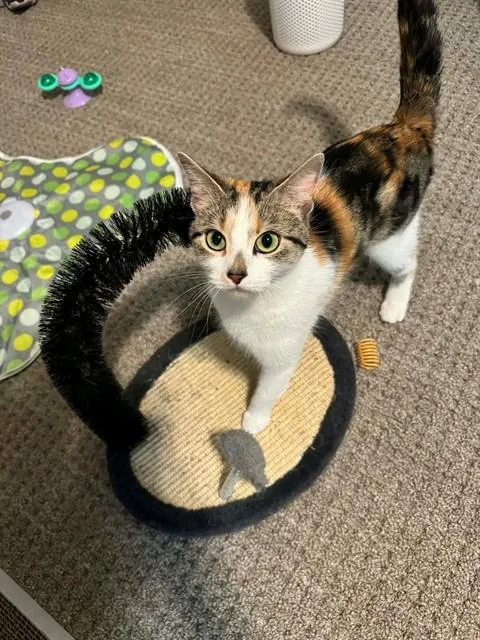 A young medium-sized female Domestic Short Hair cat named Charlotte for adoption in Saint Peters, MO