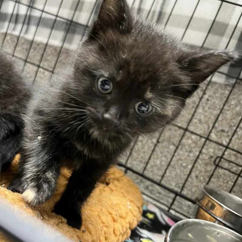 A baby small-sized female Black Domestic Short Hair cat named Chanterelle for adoption in Detroit Lakes, MN