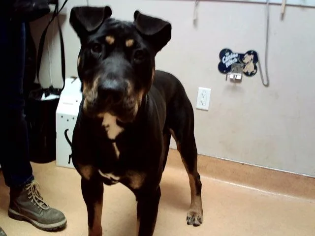 A young small-sized male Rottweiler dog named Romeo for adoption in Martinez, CA