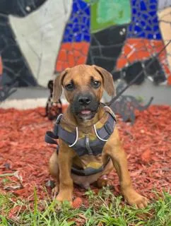 A young medium-sized male Labrador Retriever dog named Mani for adoption in Miami, FL