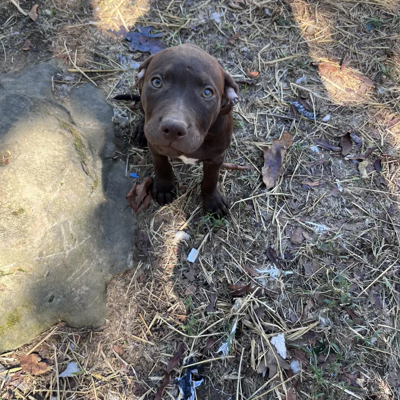 A baby medium-sized female Brown / Chocolate Chocolate Labrador Retriever dog named Bell for adoption in Chicopee, MA