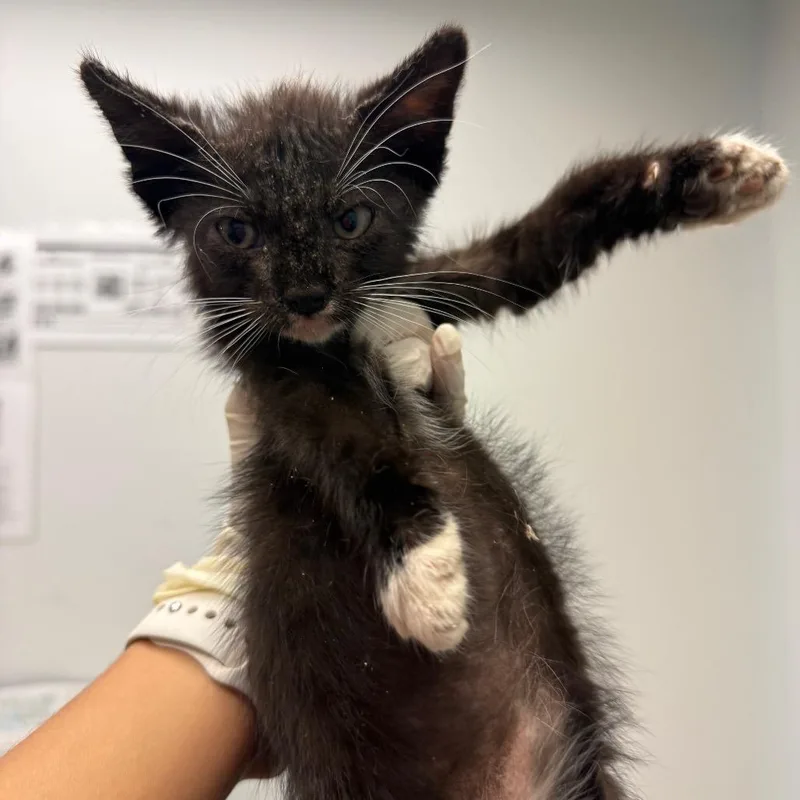 A baby small-sized male Black Domestic Short Hair cat named Wallace for adoption in Jacksonville, FL