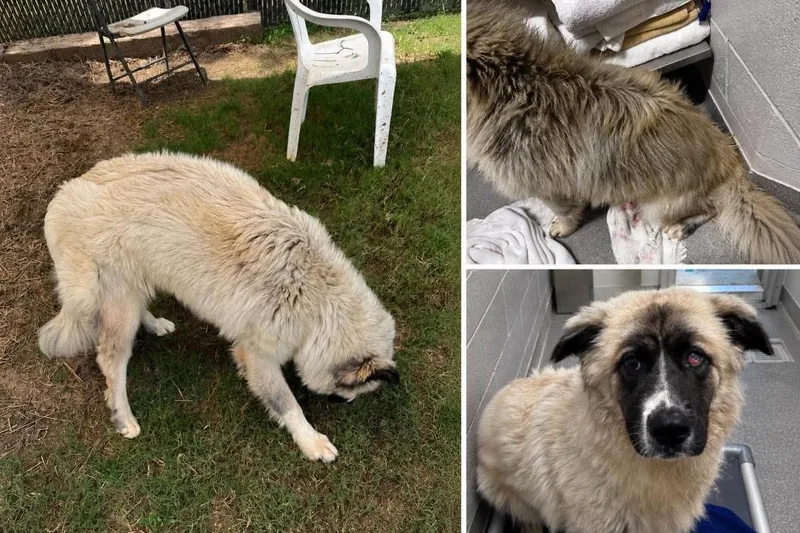 A baby large-sized female Great Pyrenees dog named Magnolia for adoption in East Ridge, TN
