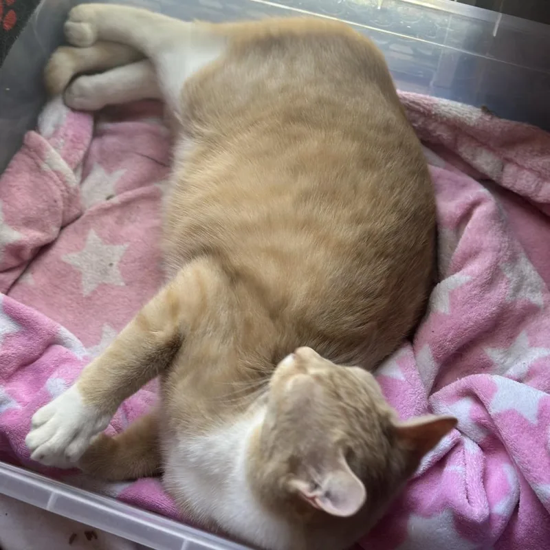 Cointreau Lichens thumbnail 2