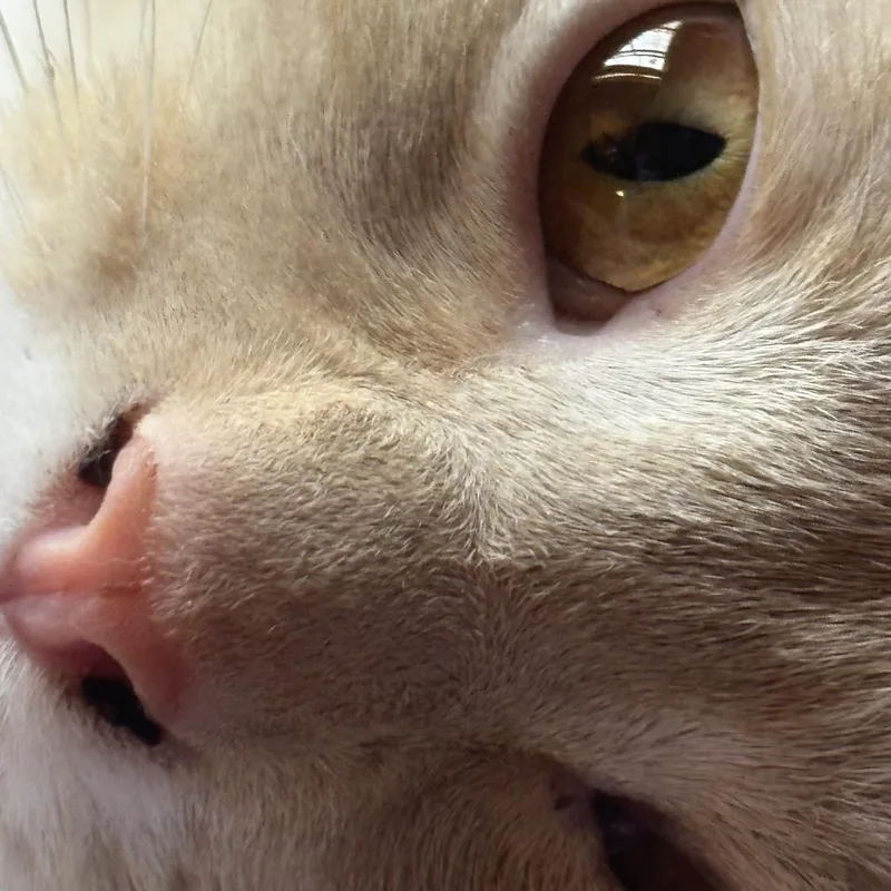 Cointreau Lichens thumbnail 3