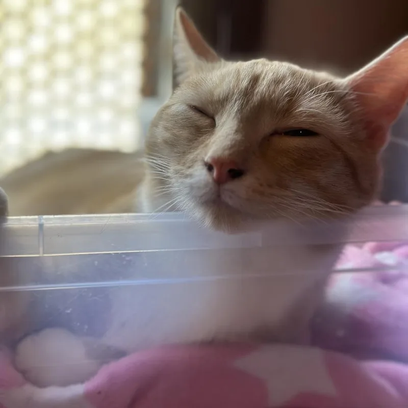 Cointreau Lichens thumbnail 4