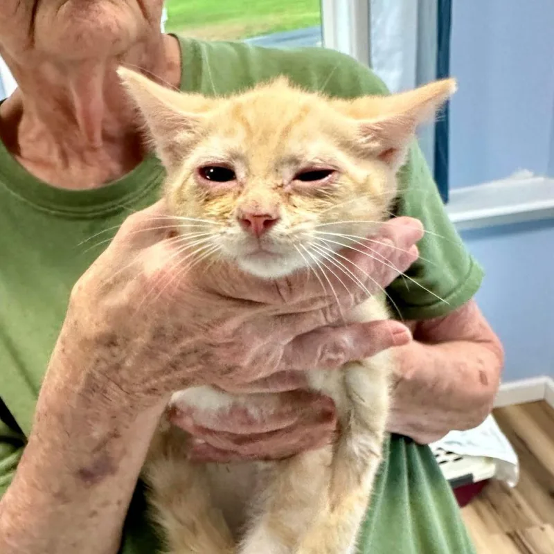 Cointreau Lichens thumbnail 6