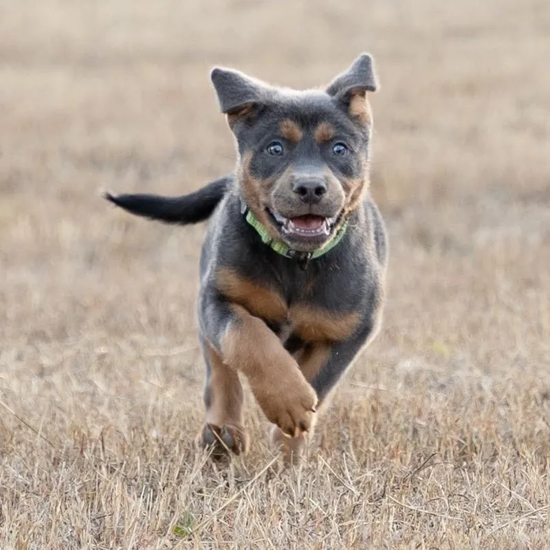A young small-sized male Gray / Blue / Silver Rottweiler dog named Rylo for adoption in Kyle, TX